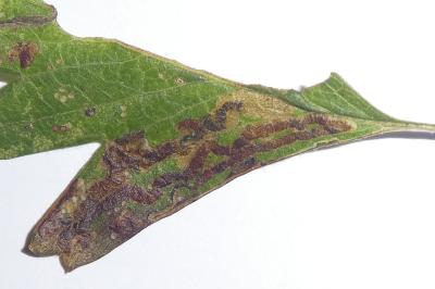 Stigmella oxyacanthella