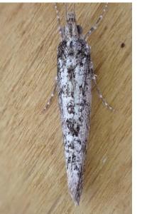 Ypsolopha vittella