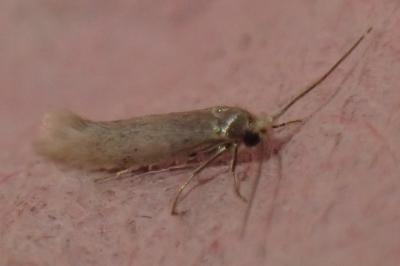 Ocnerostoma friesei