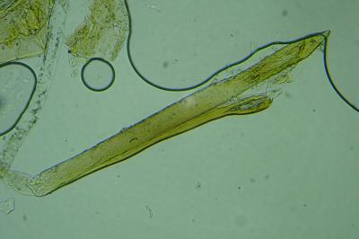 Ocnerostoma friesei