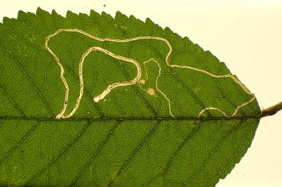 Lyonetia clerkella