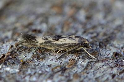 Scythris limbella