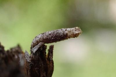 Coleophora argentula