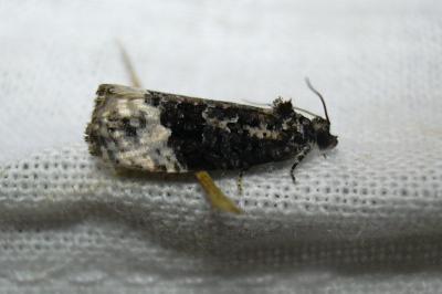 Apotomis