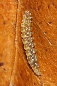 Bucculatrix ulmella