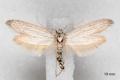 Pterolonche douxi