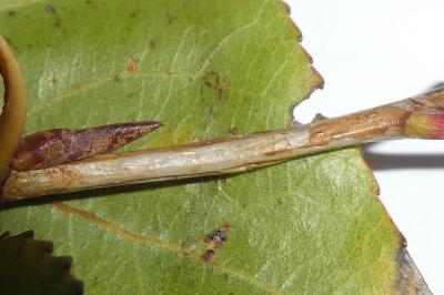 Phyllocnistis extrematrix