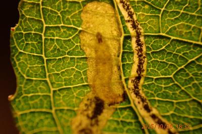Stigmella salicis