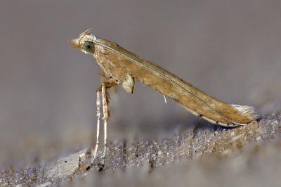 Povolnya leucapennella