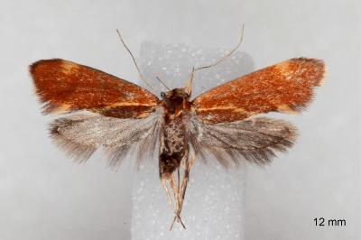 Metalampra italica