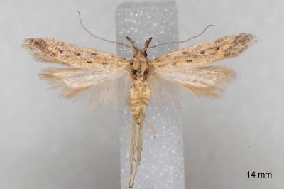 Metzneria hilarella