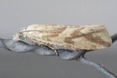 Thiodia citrana