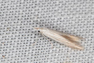 Coleophora chamaedriella