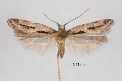 Mirificarma burdonella