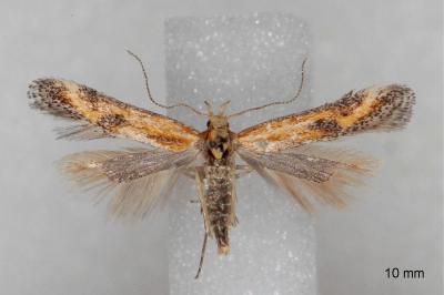Metzneria artificella