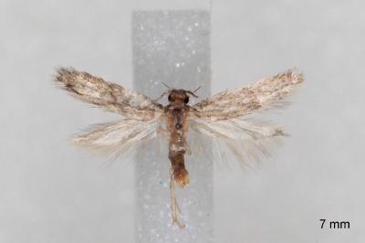 Apateona hispanicum