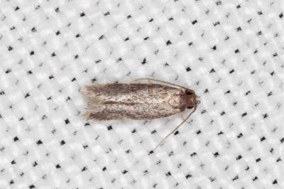 Apateona hispanicum