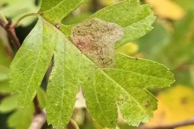 Phyllonorycter corylifoliella