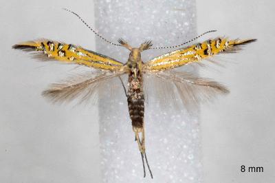 Coleophora millierella