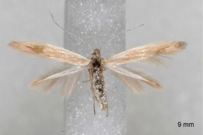 Coleophora glaucicolella