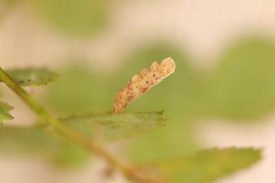 Coleophora gryphipennella