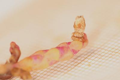 Coleophora salicorniae
