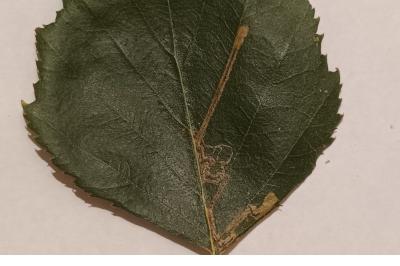 Stigmella confusella