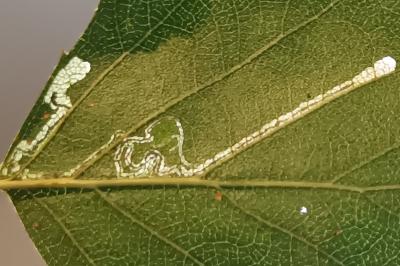 Stigmella confusella