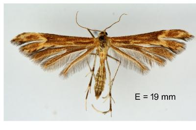 Marasmarcha lunaedactyla