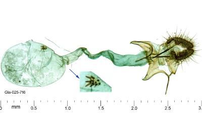 Acleris quercinana