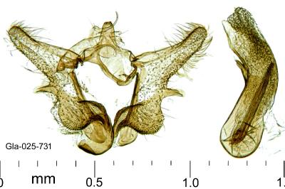 Aethes rutilana