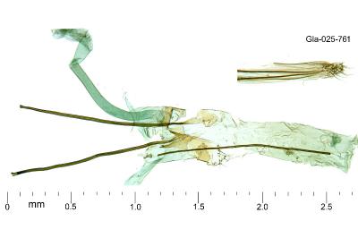Nemapogon agenjoi