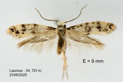 Infurcitinea atrifasciella