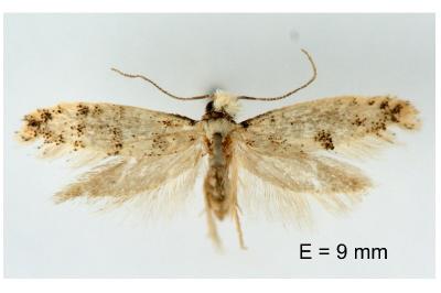 Infurcitinea captans