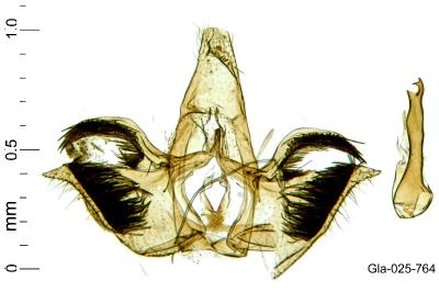 Infurcitinea captans