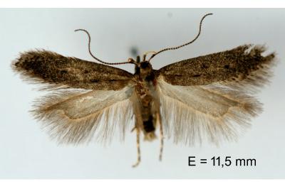 Stomopteryx spathulella