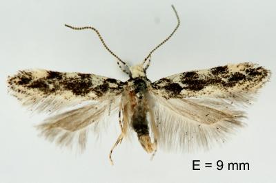 Parachronistis albiceps