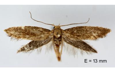 Elachista pigerella