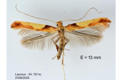 Caloptilia fribergensis