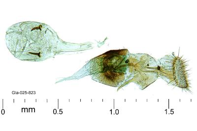 Aspilapteryx limosella