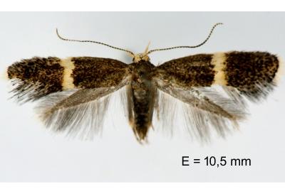 Elachista adscitella