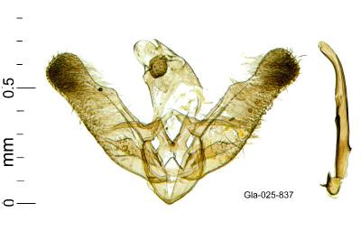 Elachista adscitella