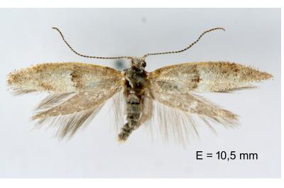 Cedestis subfasciella