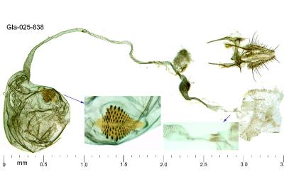 Cedestis subfasciella