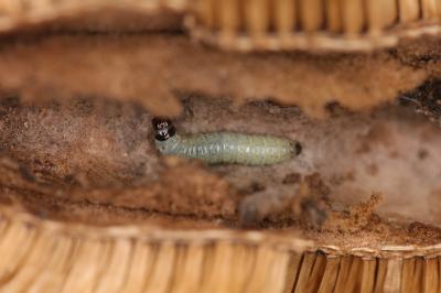 Endothenia gentianaeana