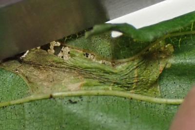 Phyllonorycter klemannella