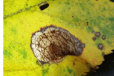 Leucoptera malifoliella