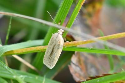 Agonopterix pallorella