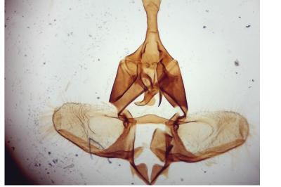 Zelotherses unitana