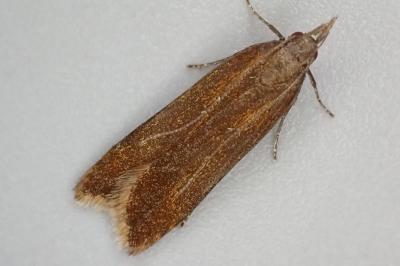 Dichomeris ustalella